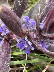 Ajuga australis