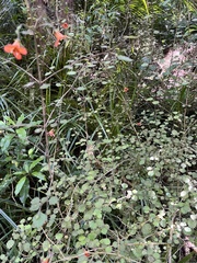 Rhabdothamnus solandri