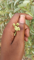 Ozoroa paniculosa