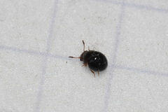 Agathidium nigrinum