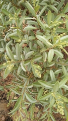 Ozoroa paniculosa