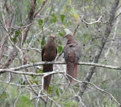 Macropygia phasianella