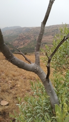 Ozoroa paniculosa