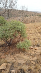 Ozoroa paniculosa