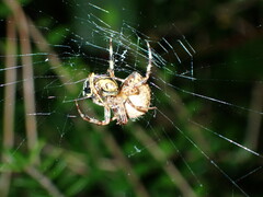 Araneus diadematus