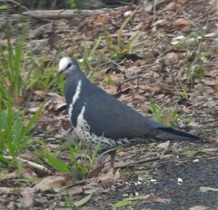 Leucosarcia melanoleuca