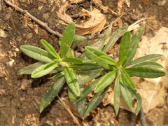 Hyssopus officinalis