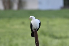 Columba leucomela