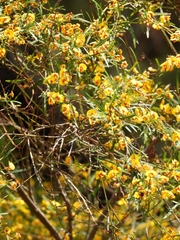Bossiaea linophylla