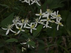 Clematis recta