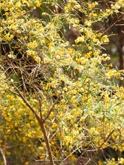Bossiaea linophylla