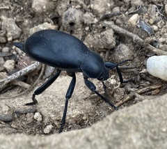 Blaps lusitanica