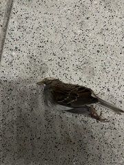 Zonotrichia albicollis