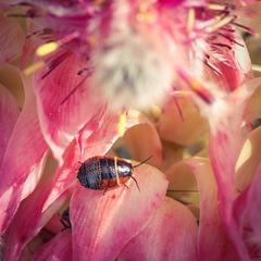 Ellipsidion australe