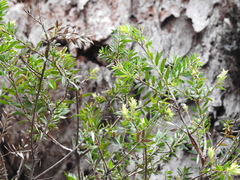 Melaleuca sieberi