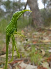 Pterostylis unicornis