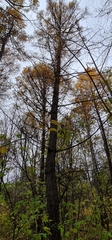 Larix sibirica