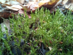 Calliergonella cuspidata