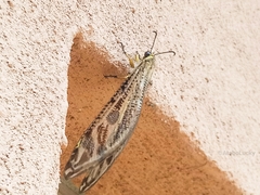 Palparini