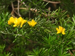 Genista linifolia
