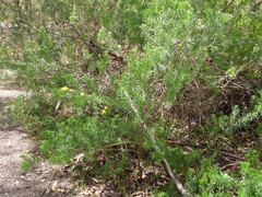 Genista linifolia