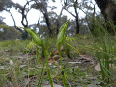 Pterostylis unicornis