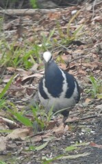 Leucosarcia melanoleuca