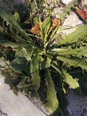 Taraxacum serotinum