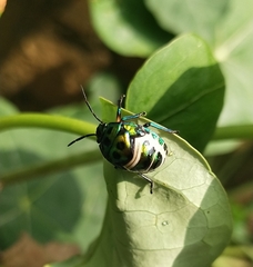 Chrysocoris