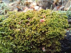 Ptilidium pulcherrimum