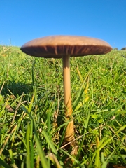 Panaeolus