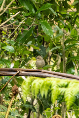 Fringilla coelebs gengleri