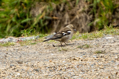Fringilla coelebs gengleri