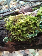 Ptilidium pulcherrimum