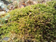 Ptilidium pulcherrimum