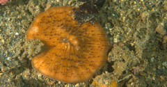 Cycloseris