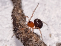 Ruborridion musivum