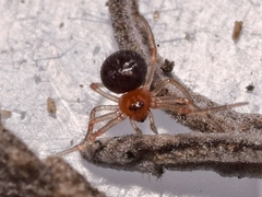 Ruborridion musivum