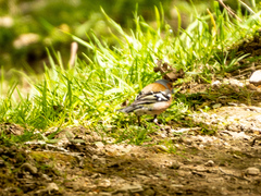 Fringilla coelebs gengleri