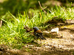 Fringilla coelebs gengleri