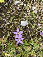 Gentianella austriaca