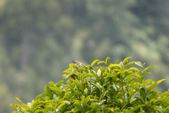 Fringilla coelebs gengleri