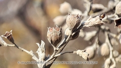 Vitex negundo heterophylla