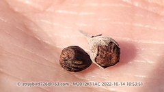 Vitex negundo heterophylla