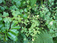 Ribes uva-crispa