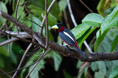 Cymbirhynchus macrorhynchos