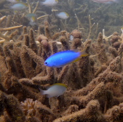 Pomacentrus coelestis