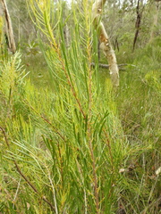 Strangea linearis