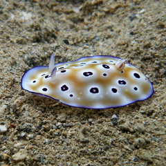 Goniobranchus leopardus