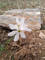 Narcissus deficiens